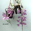 dendrobium parishii